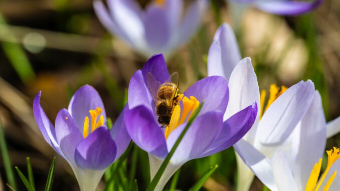 Im Februar 2025 sind schon wieder die ersten fleißigen Honigbienchen unterwegs (Foto: Martin Dühning)